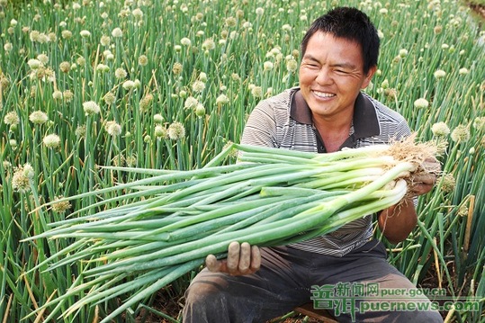 普洱农民两季大葱年收入达7万多元