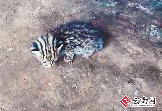 /enpproperty--> 记者昨日从澜沧县酒井乡派出所获悉,其辖区内的村民赵某在森林里找菌子时,捡到了一只小野猫,并将它带回家当宠物养,民警得知后前去查看,发现原来是国家一级保护动物云豹。通过劝说,目前小云豹已被送至普洱市野生动植物救护繁育中心饲养。而据村民介绍,他们曾看到有3只云豹在森林里出没。 树丛捡到 小云豹只有一个月大 据酒井乡派出所民警介绍,酒井乡距离澜沧县城28公里远,7月14日上午,他们走村入户开展矛盾纠纷排查时,有村民告诉民警,赵某找菌子时捡到了一只小野猫。为核实情况,民警