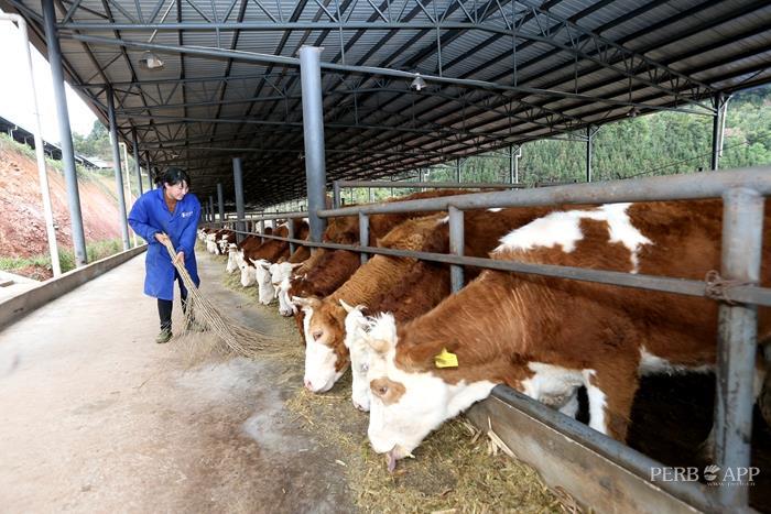 普洱肉牛养殖牛劲十足