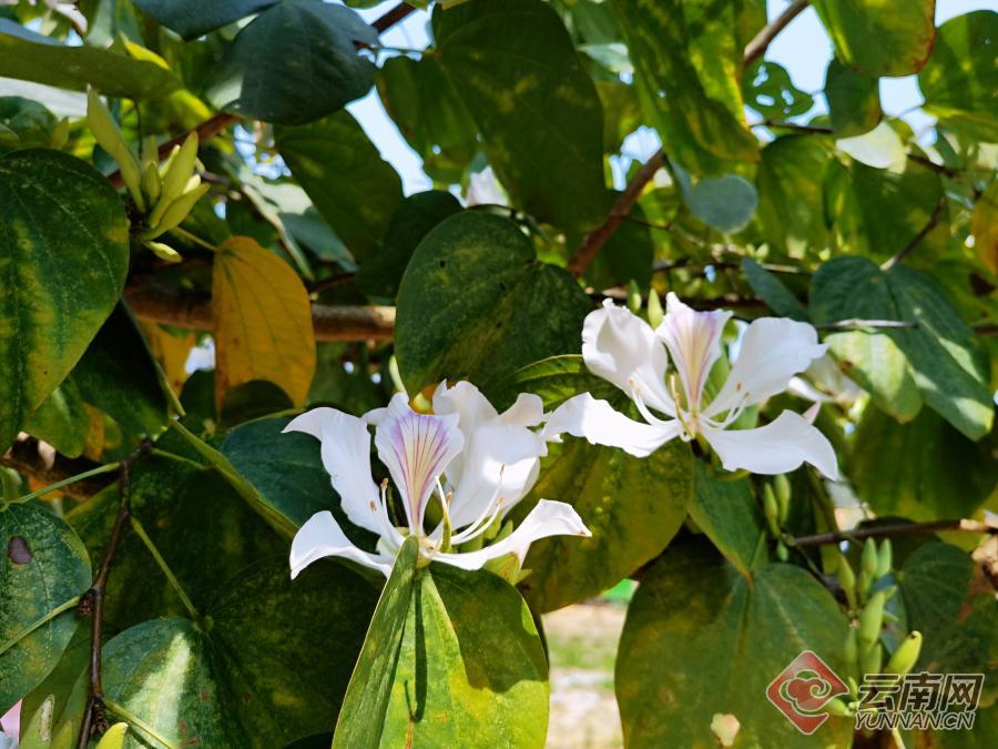 云南思茅六顺万亩白花开踏春赏花正当时