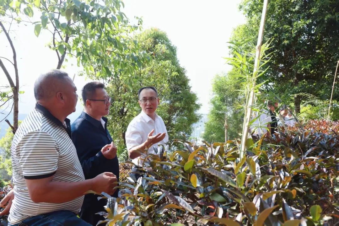 景谷镇文山村紫娟茶种植基地.jpg