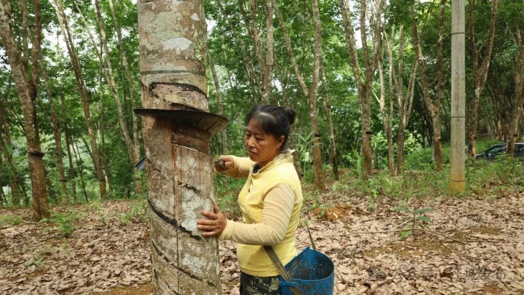 云胶江城公司：以橡胶产业为笔，绘就边疆发展新画卷