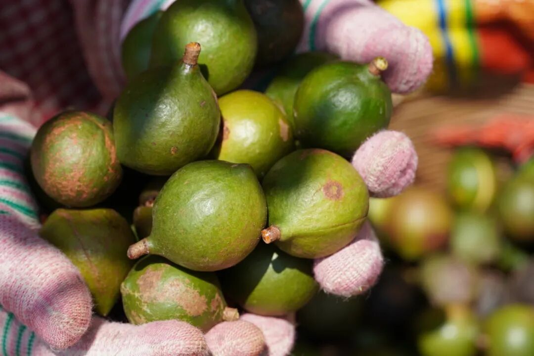 坚果都包括哪些果实 00307389753_12f9783f.jpg