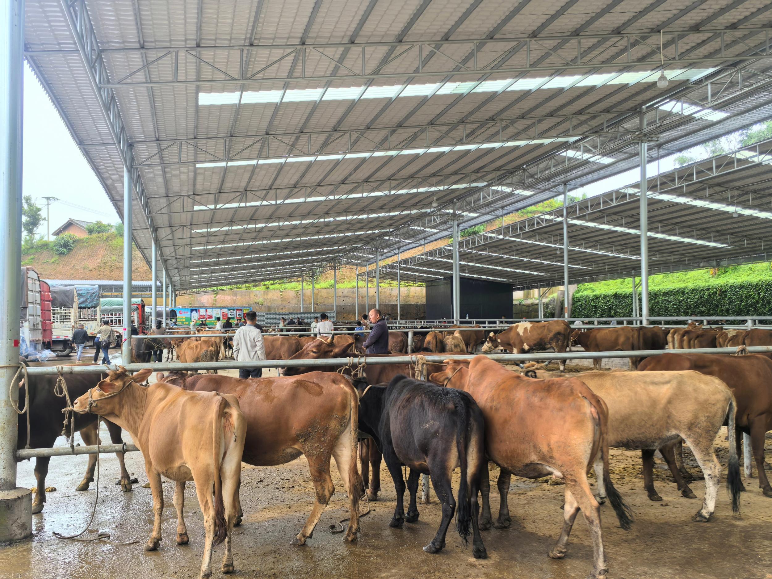 普洱北部大牲畜集散中心总成交额破亿元