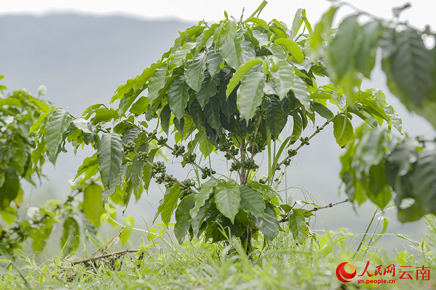 5月24日，在孟连来珠克咖啡庄园的种植基地内，优良品种瑰夏挂满枝头。人民网记者 虎遵会摄