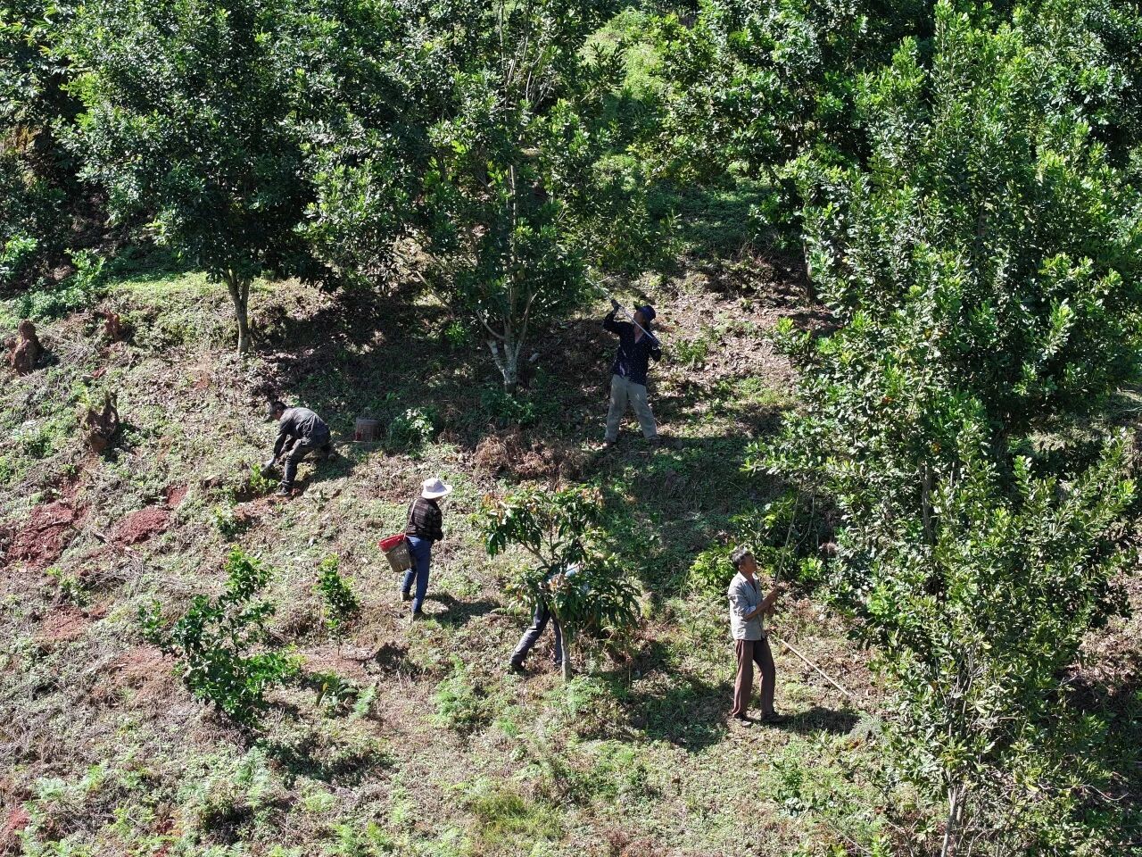 果农在坚果种植基地采收坚果。沈洪映 摄