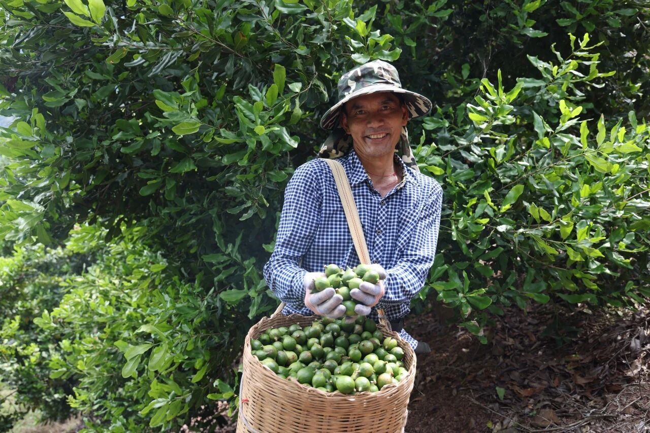 果农手捧刚采摘的坚果，脸上洋溢着丰收的喜悦。段松周 摄