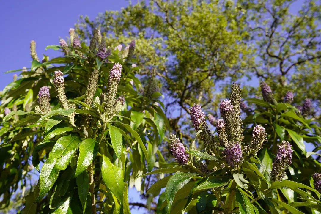 多彩靓青春 西盟邀您"云赏花"