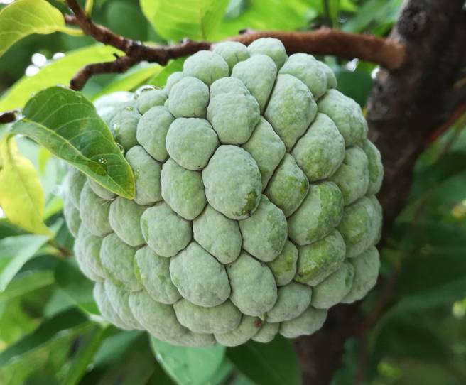 绣球果说我很丑可是我甜如蜜