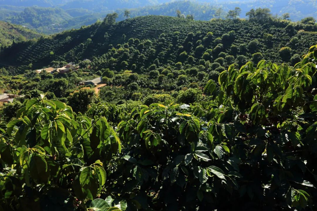 远山树林的味道——小凹子咖啡 _要闻_普洱频道_云南网