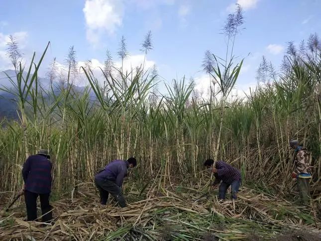 西盟甘蔗丰收季榨糖正当时