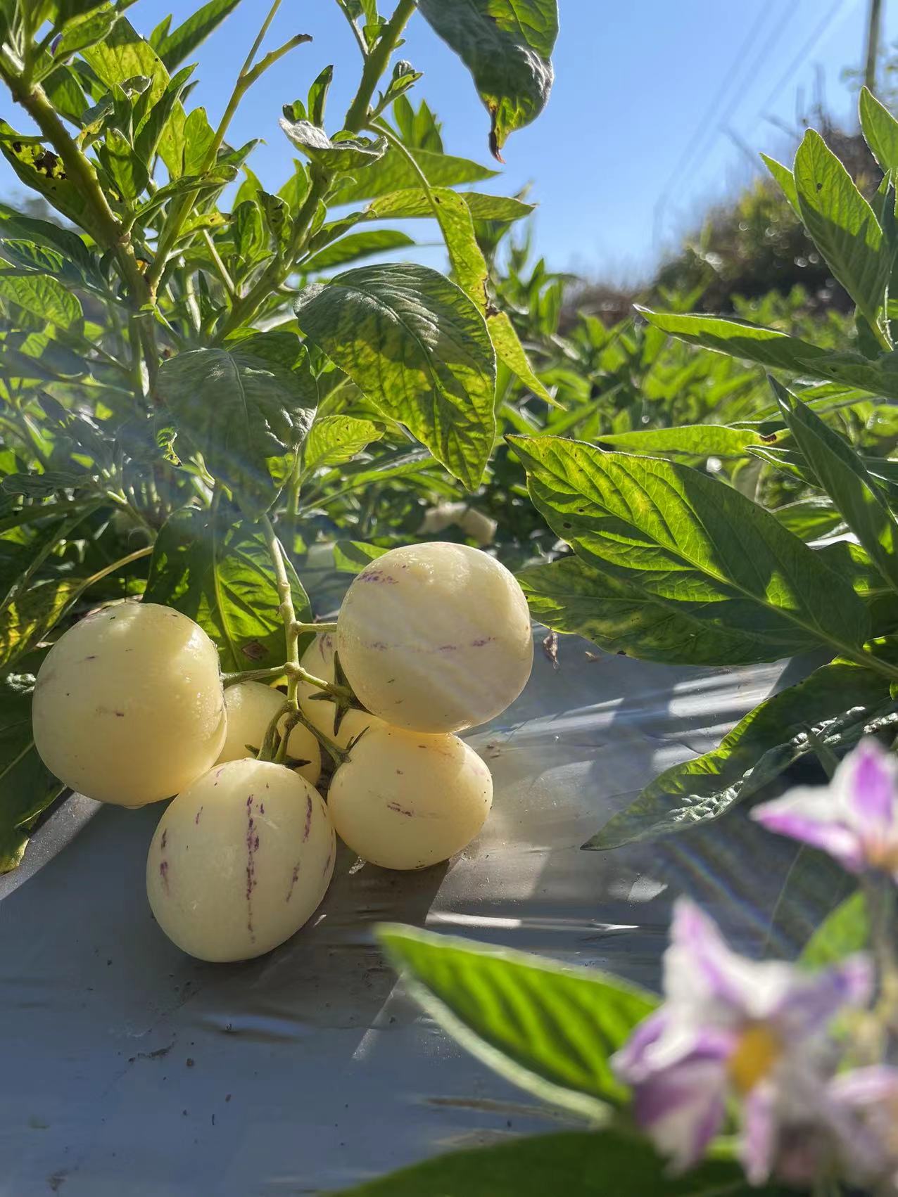 据新寨村党总支书记王文学介绍,目前新寨村共种植人参果近100亩,果实