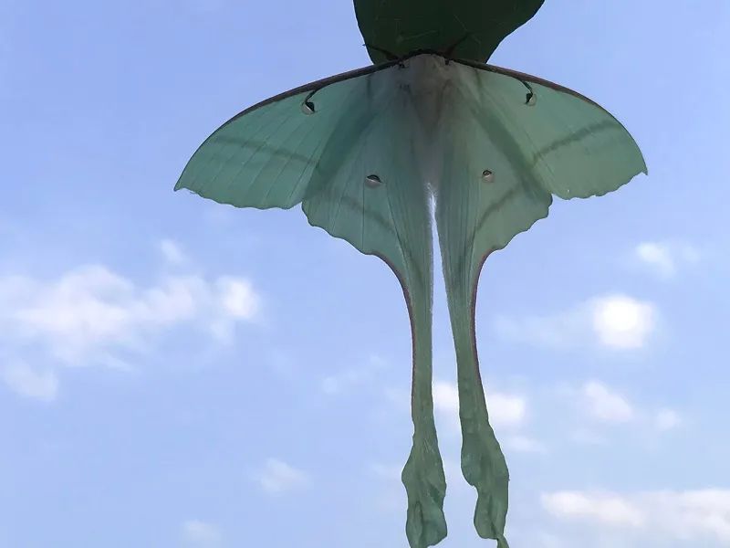 这种飞蛾形态优美,颜色艳丽,有着一对长长的"燕尾".