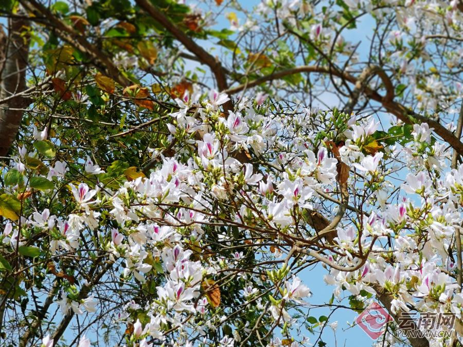 云南思茅 六顺万亩白花开 踏春赏花正当时