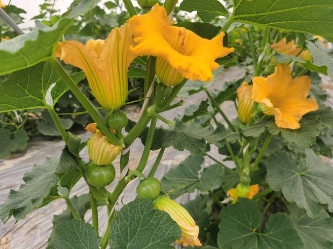 景谷:人勤春早 贝贝南瓜变"致富瓜"