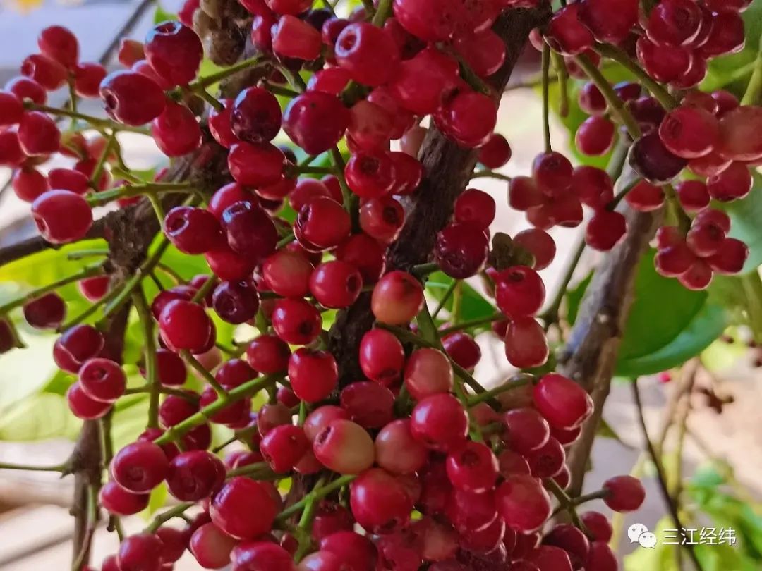 干天果的吃法很简单,可以洗净后直接吃,多汁带酸味,口味清香.