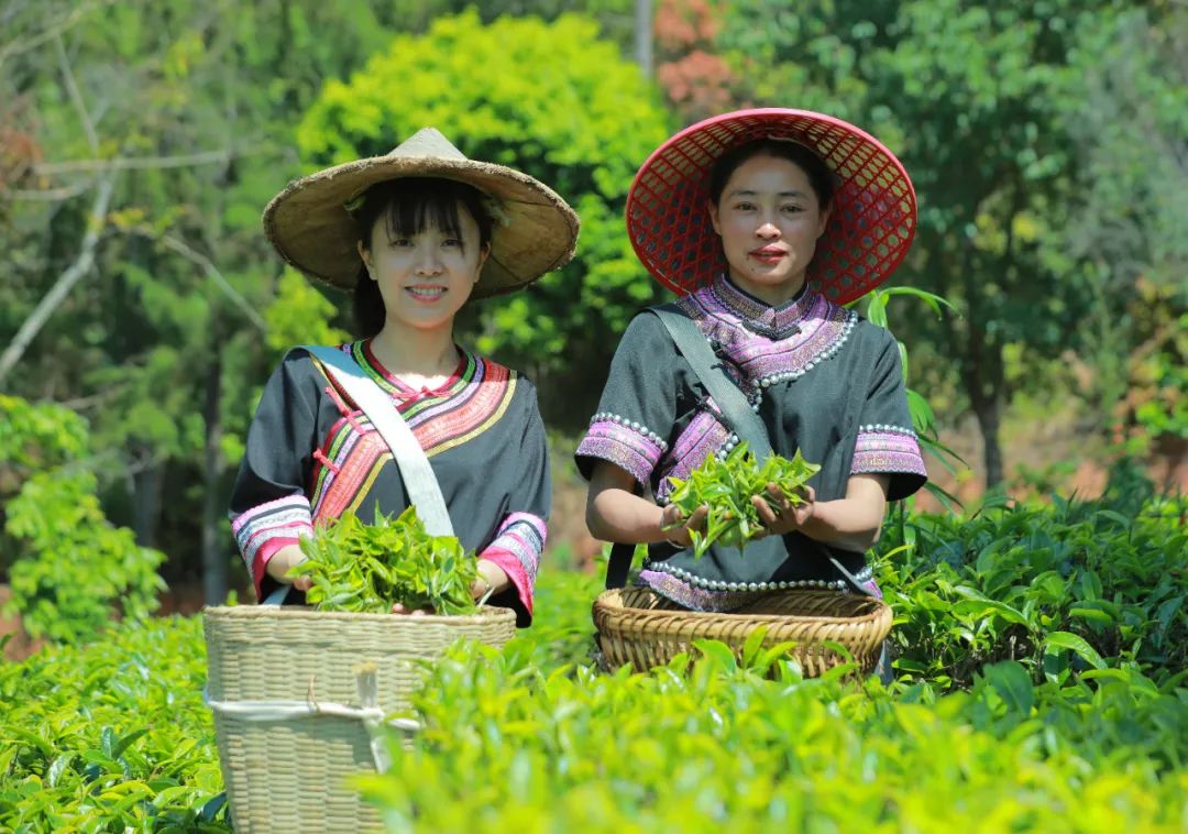 景谷县景谷镇:春暖茶飘香 茶农采茶忙_要闻_普洱频道_云南网