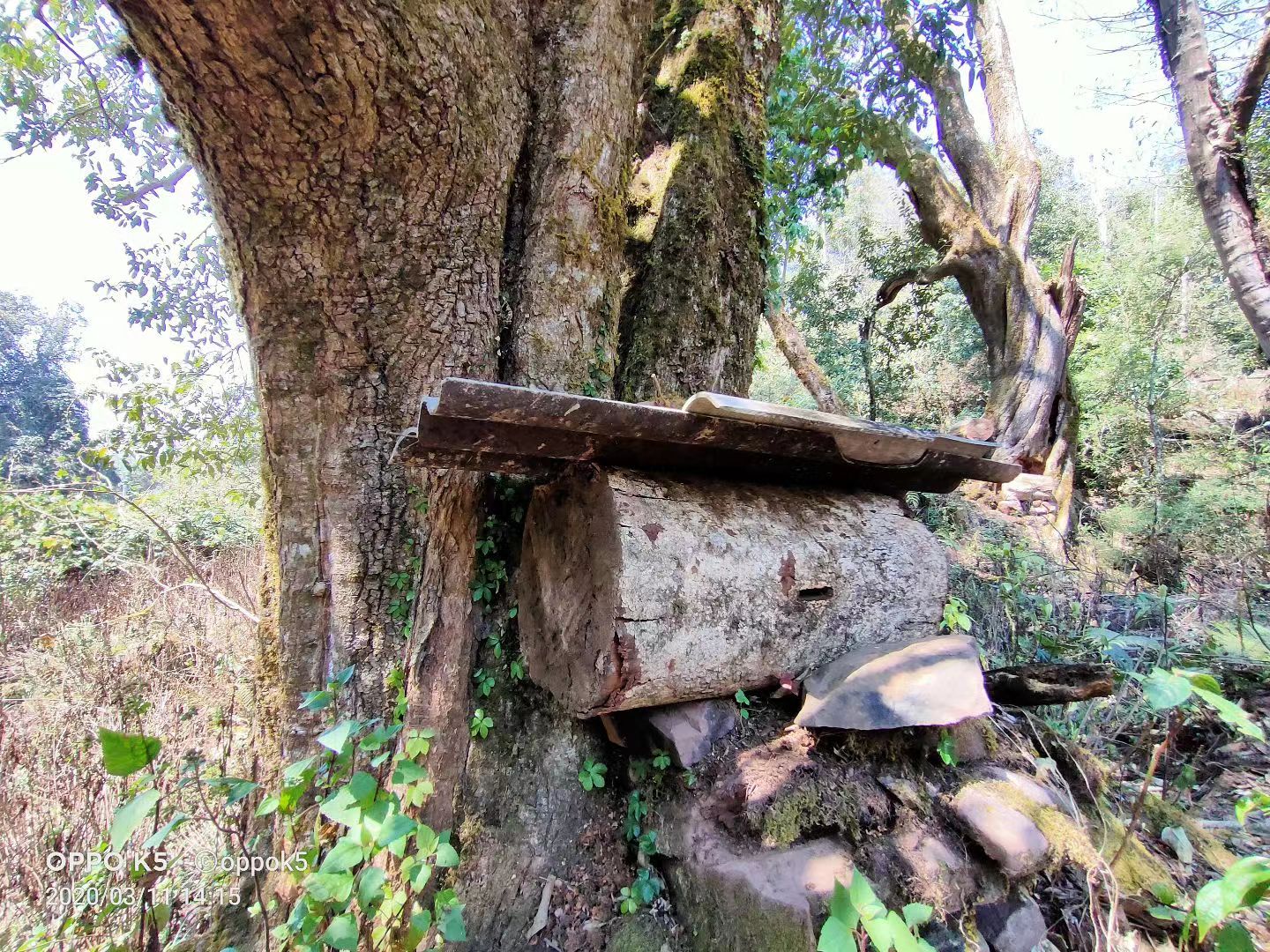 景谷县正兴镇:藏在大山里的致富"蜜"籍