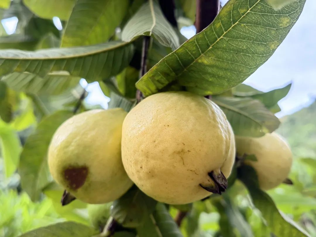 普洱墨江儿时记忆里的米石榴熟了