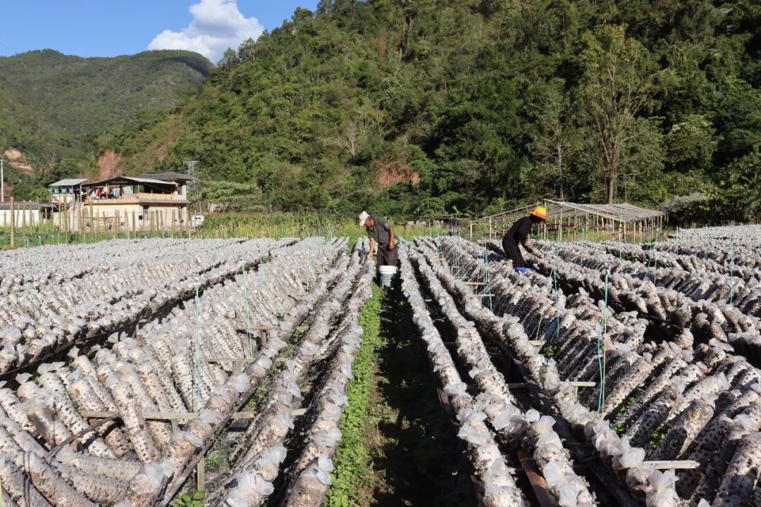 宁洱梅子镇:黑木耳绽放"致富花" 村民采摘忙