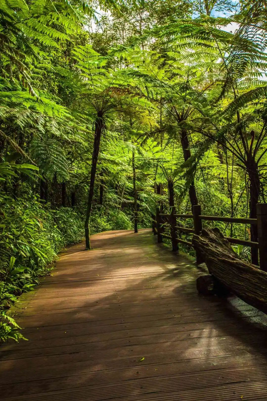 云南普洱太阳河森林公园已记录到超200种鸟类