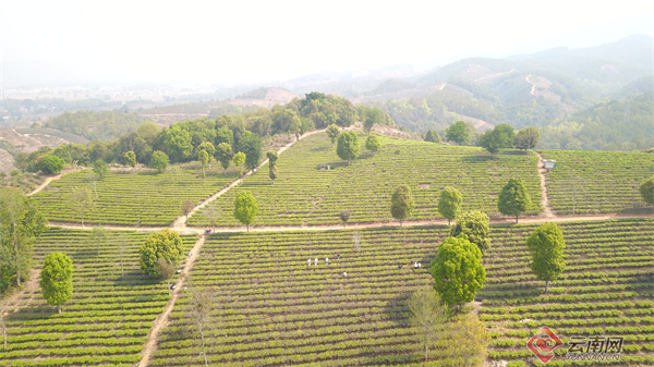 普洱景谷:万亩茶园春光好 春茶采摘正当时_要闻_普洱频道_云南网