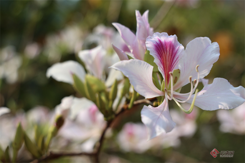 来澜沧拉巴赴春日之邀