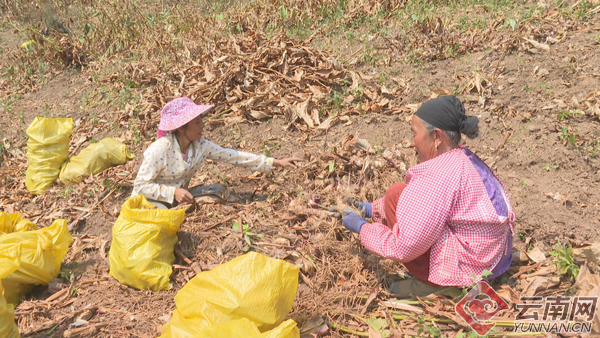普洱澜沧种植芭蕉芋拓宽致富路