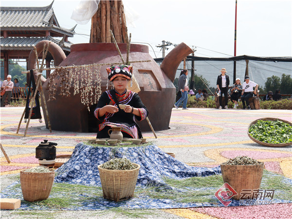 景谷秧塔古树大白茶开采啦_要闻_普洱频道_云南网