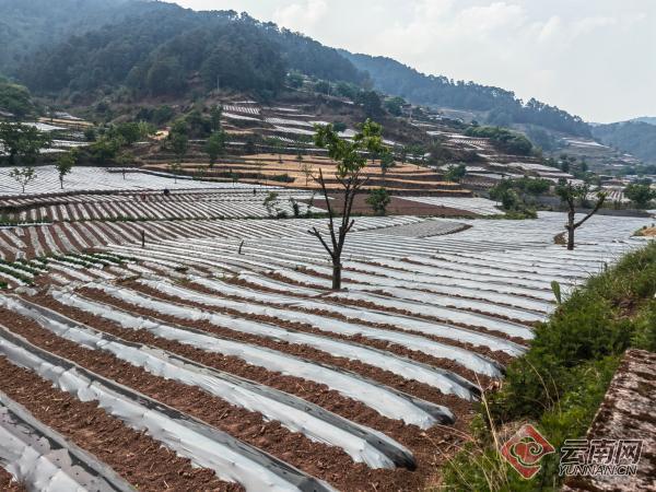 云南镇沅:9.78万亩烤烟移栽顺利完成