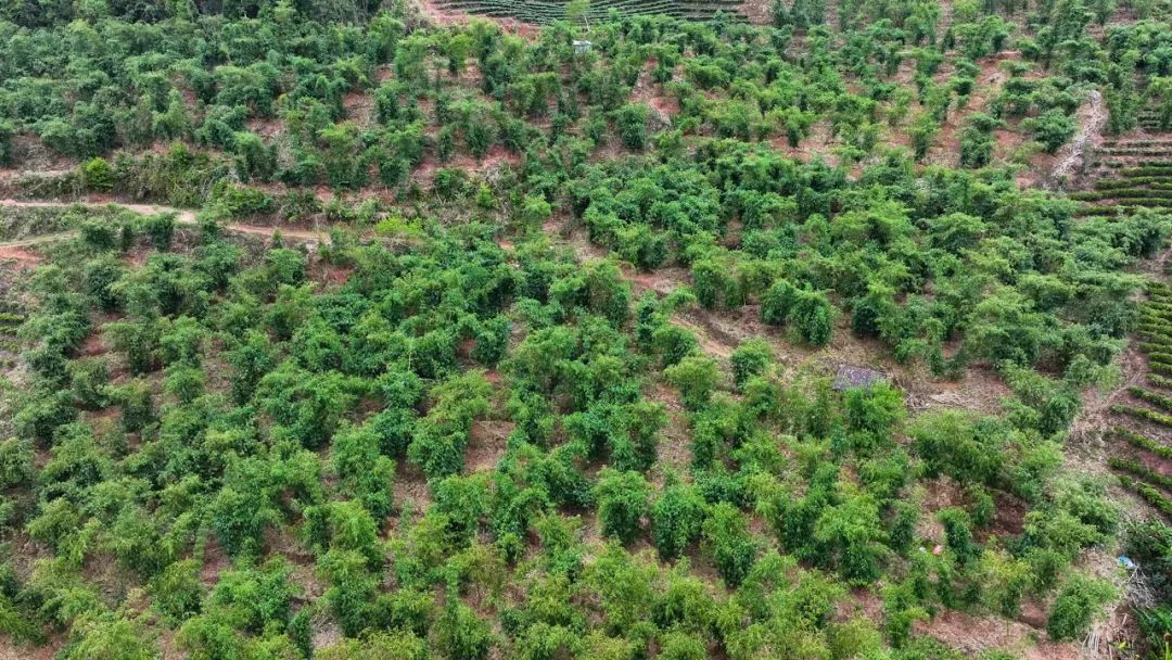 普洱思茅:甜龙竹"出圈"增收记