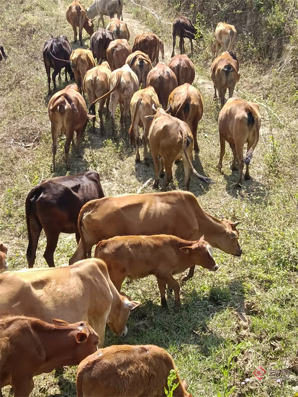 据了解,目前该公司立足普洱"江城黄牛"的资源优势,发挥供应链公司的