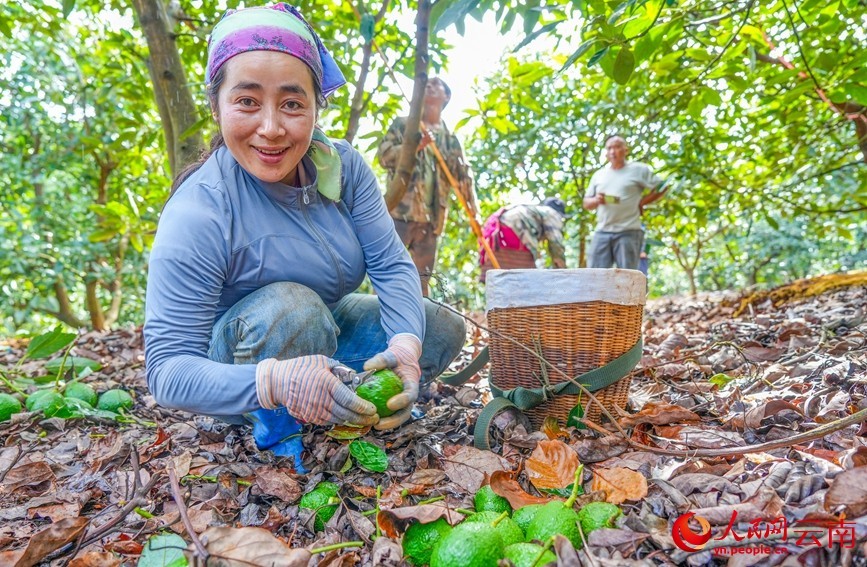 孟连县牛油果种植基地内，果农正在采摘牛油果。人民网记者 虎遵会 摄
