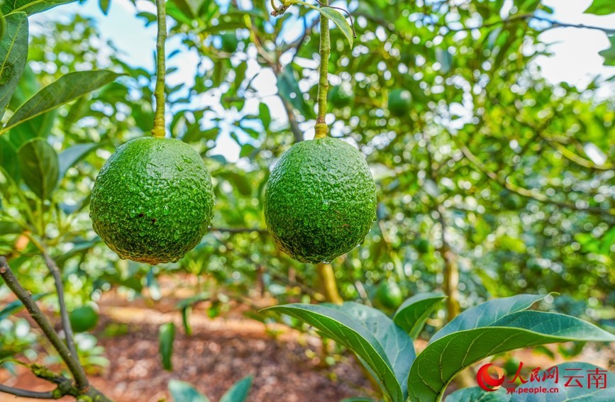 孟连县牛油果种植基地内，饱满的牛油果挂满枝头。人民网记者 虎遵会 摄