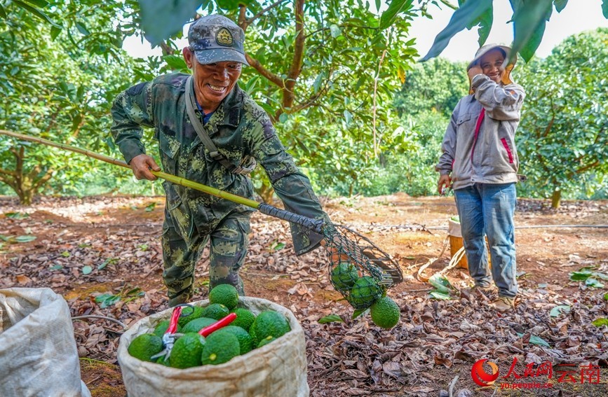 孟连县牛油果种植基地内，果农正在采收牛油果。人民网记者 虎遵会 摄