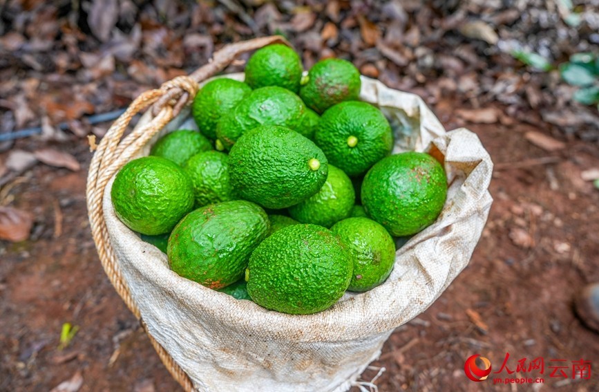 孟连县牛油果种植基地内，果农采收的牛油果。人民网记者 虎遵会 摄
