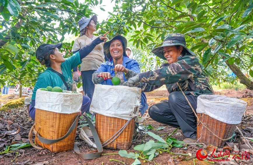 孟连县牛油果种植基地内，果农正在采收牛油果。人民网记者 虎遵会 摄