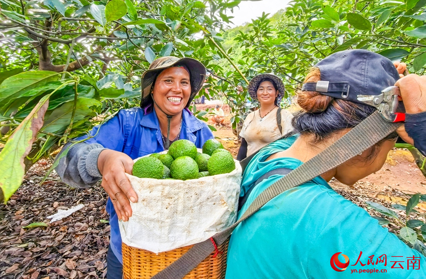 孟连县牛油果种植基地内，果农正在搬运牛油果。人民网记者 虎遵会 摄