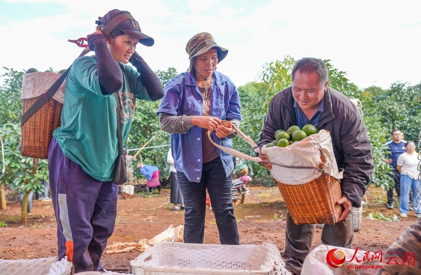 孟连县牛油果种植基地内，果农正在采收牛油果。人民网记者 虎遵会 摄